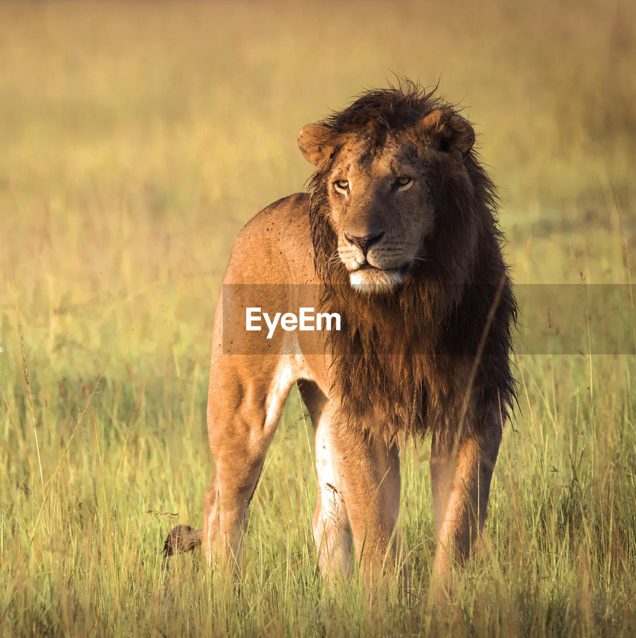 Lion standing in a field