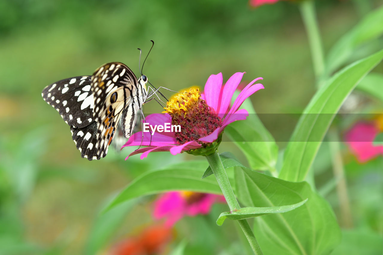 CLOSE-UP OF BUTTERFLY POLLINATING FLOWER