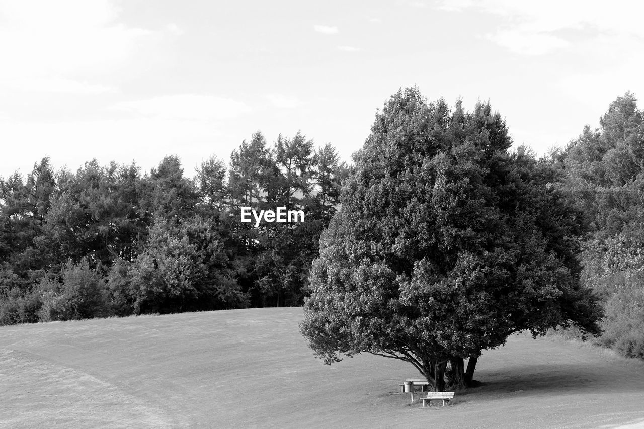 Trees on landscape against sky