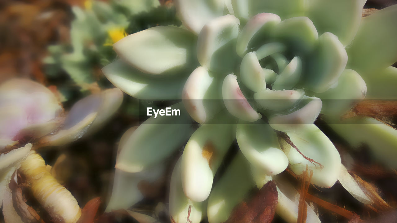 CLOSE-UP OF PLANT AGAINST BLURRED BACKGROUND