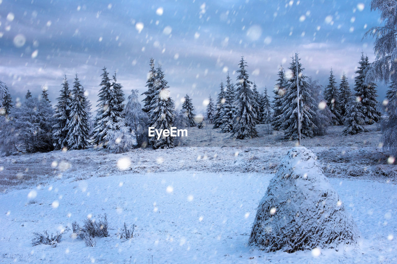 TREES ON SNOW COVERED LANDSCAPE