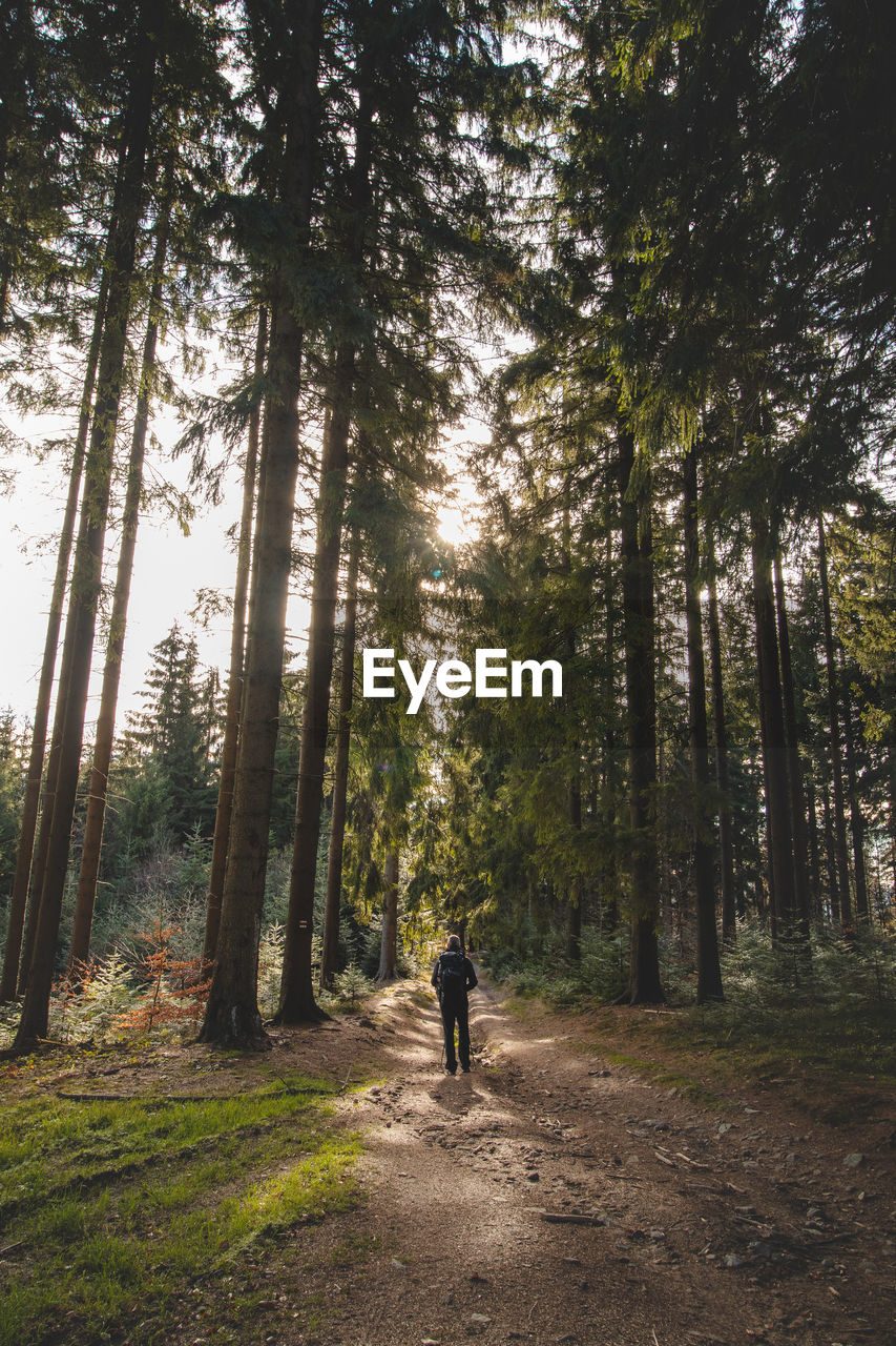 Walk through a fragrant and pine forest at sunset in the remote corners of the beskydy mountains