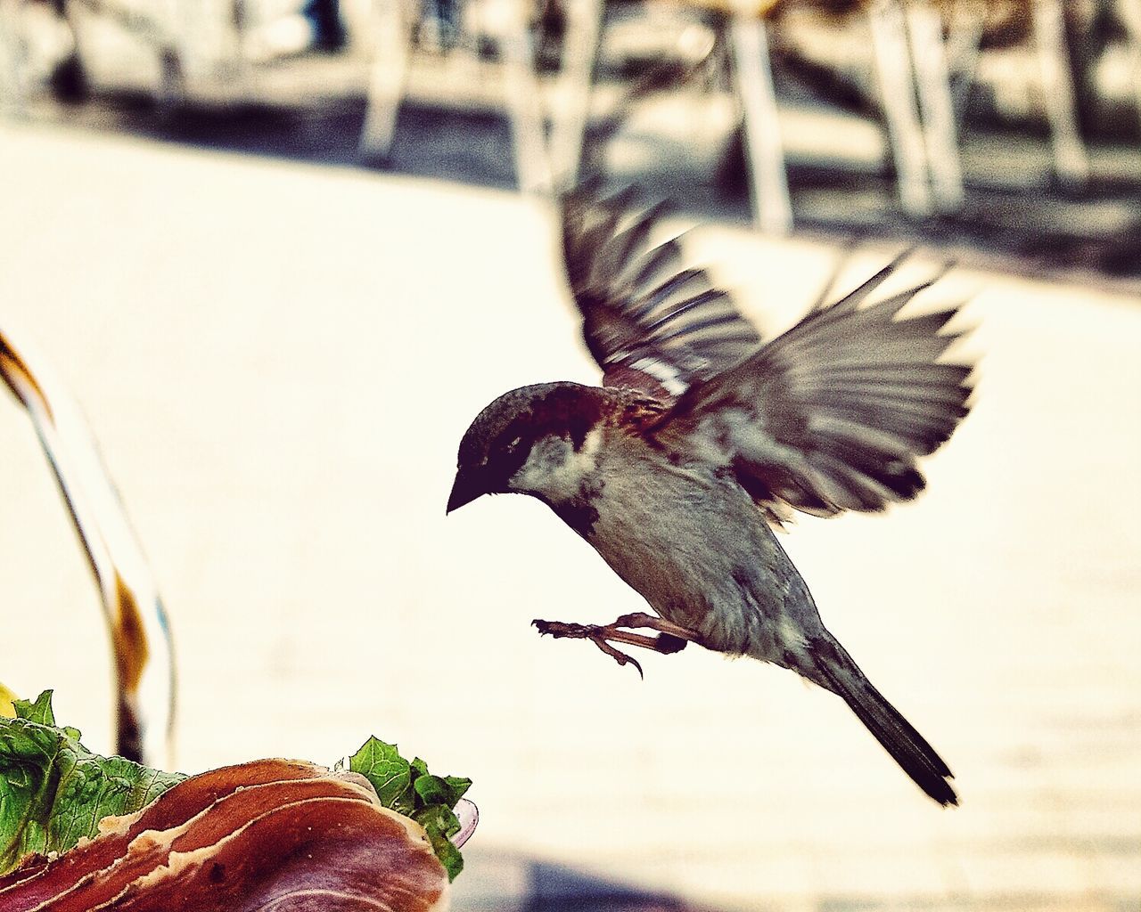 Side view of flying bird and cropped food