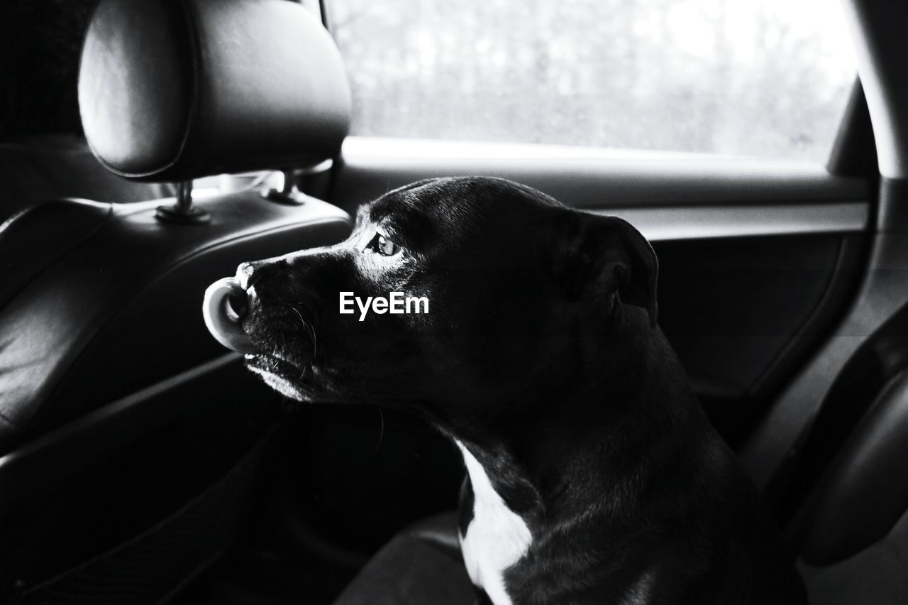 Close-up of dog sitting in car