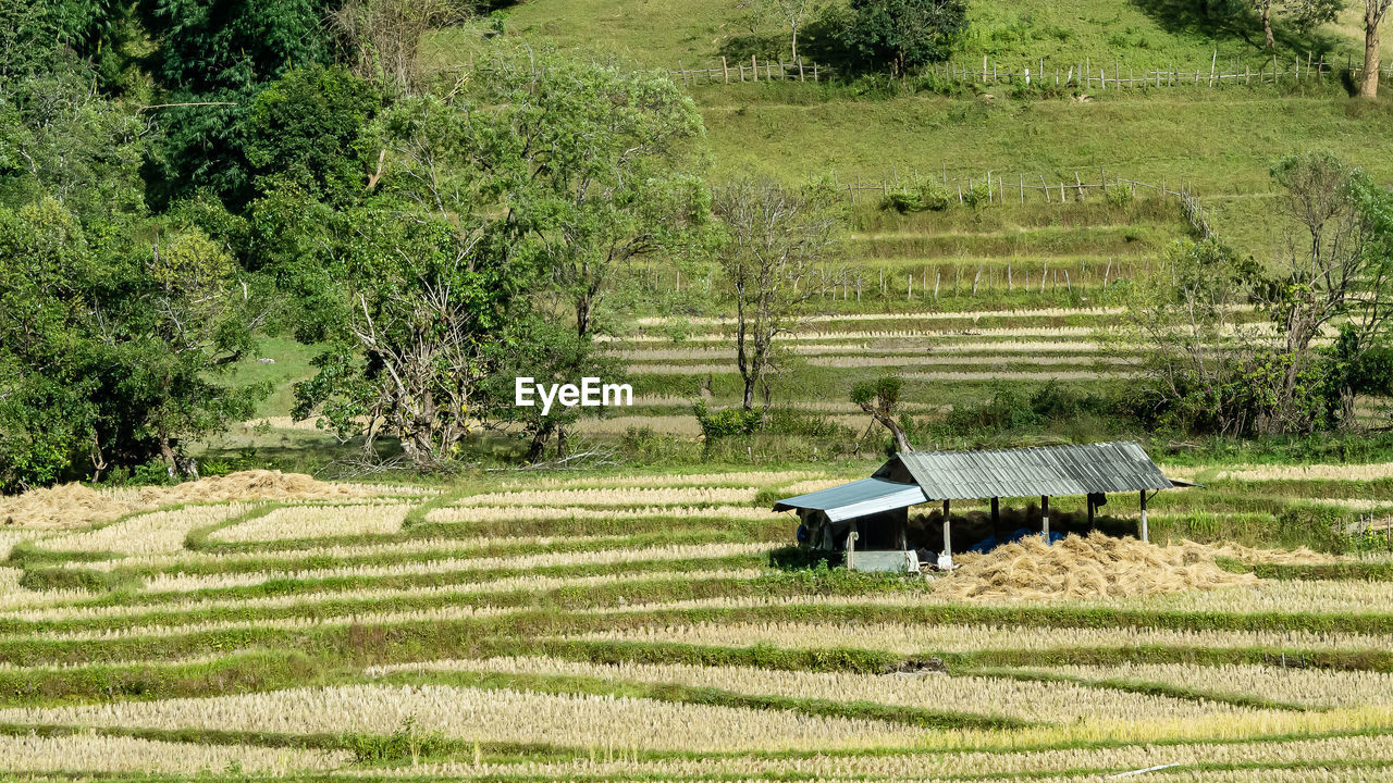 Hut on agricultural field