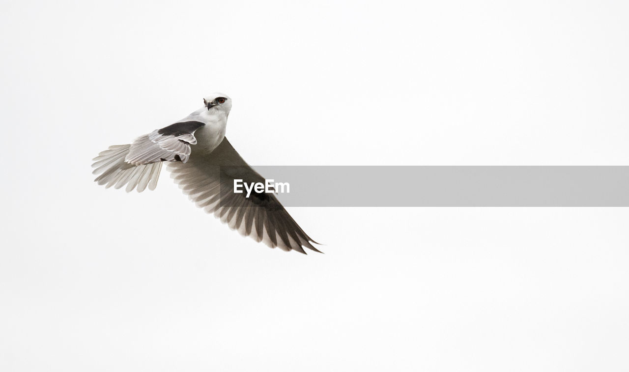 Low angle view of black-shouldered kite flying in clear sky