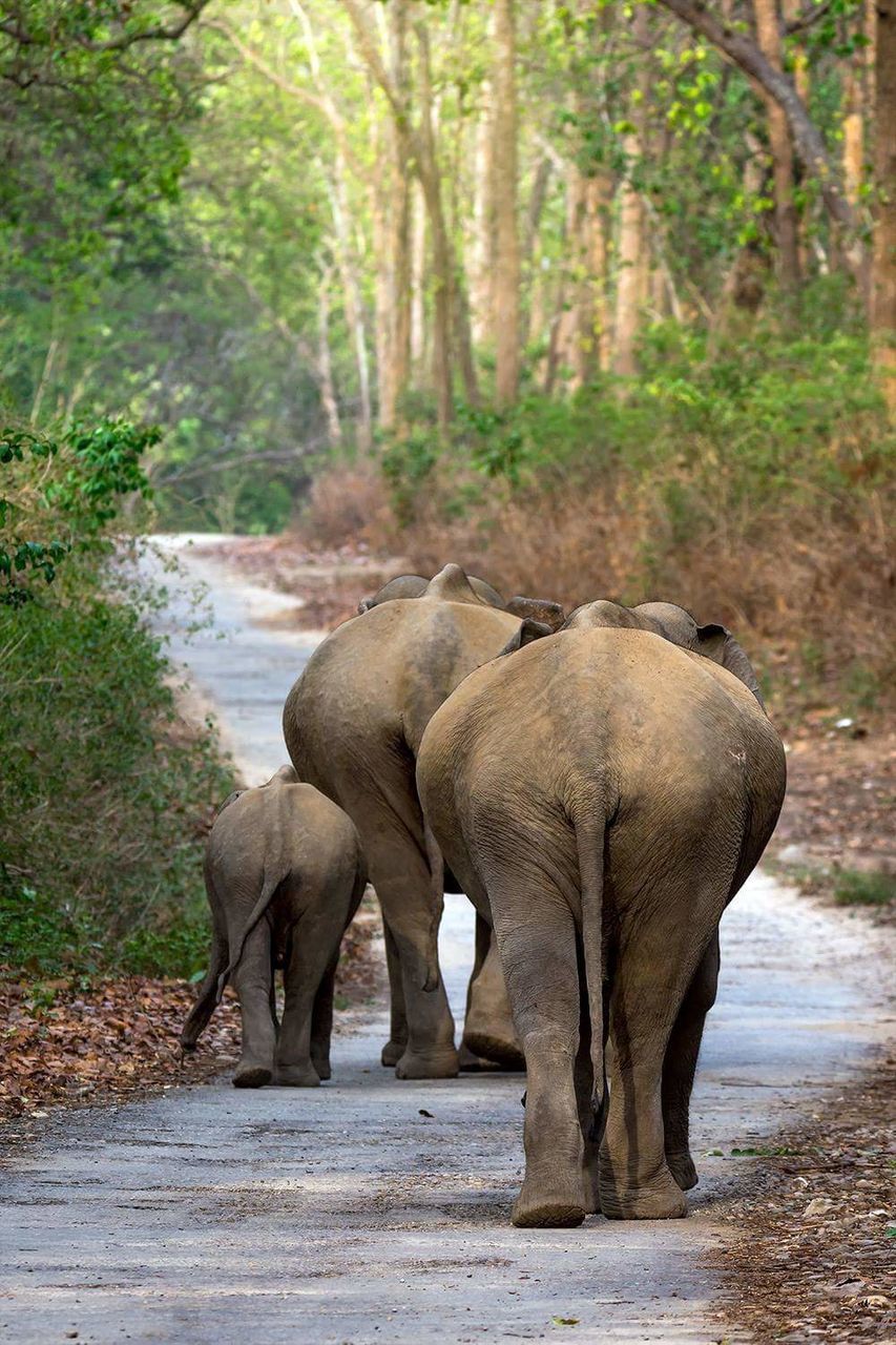 ELEPHANT WALKING AMIDST TREES IN FOREST