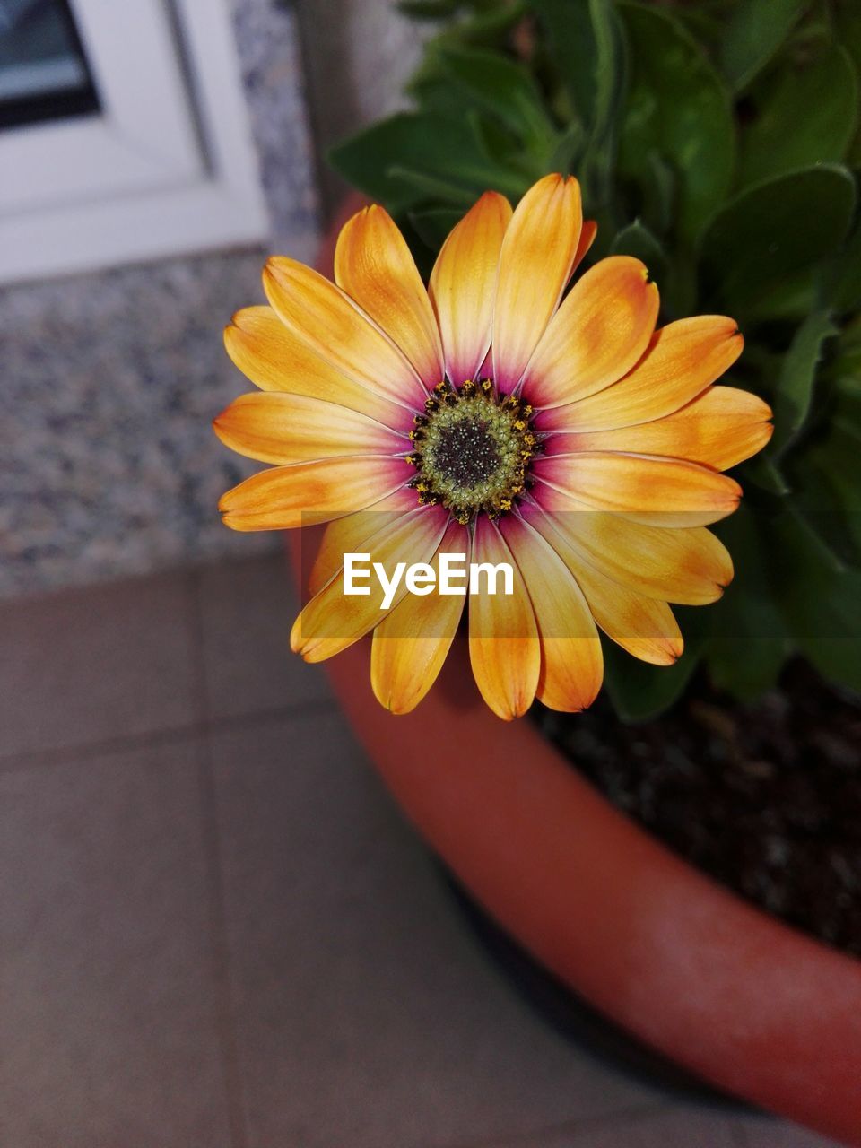 HIGH ANGLE VIEW OF YELLOW FLOWER ON PLANT