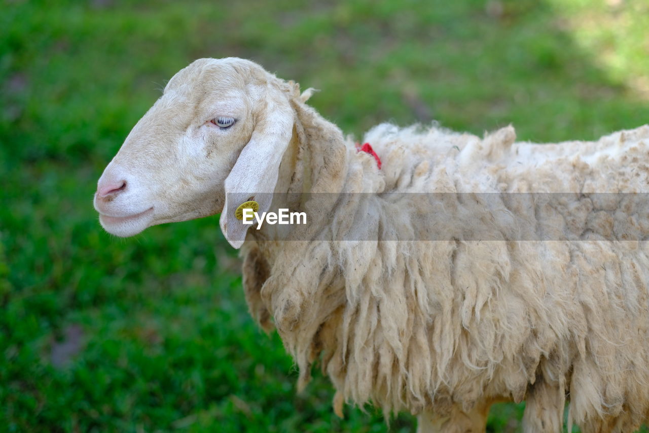 CLOSE-UP OF A SHEEP IN FIELD