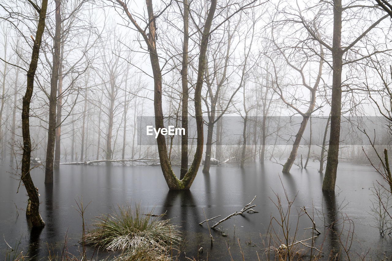 BARE TREES ON LAKE DURING WINTER