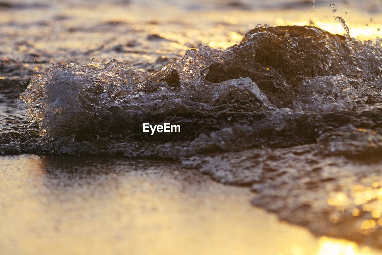 CLOSE-UP OF TURTLE IN WATER