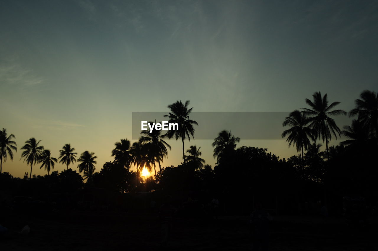 Silhouette of palm trees at sunset