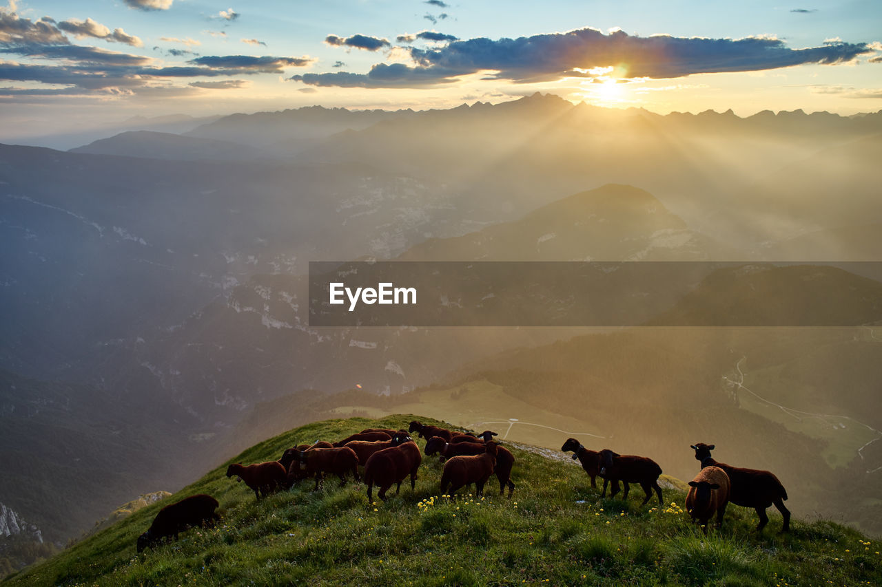 Sheep grazing on mountain