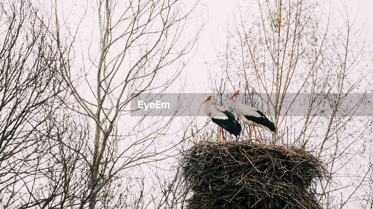 bird on bare tree