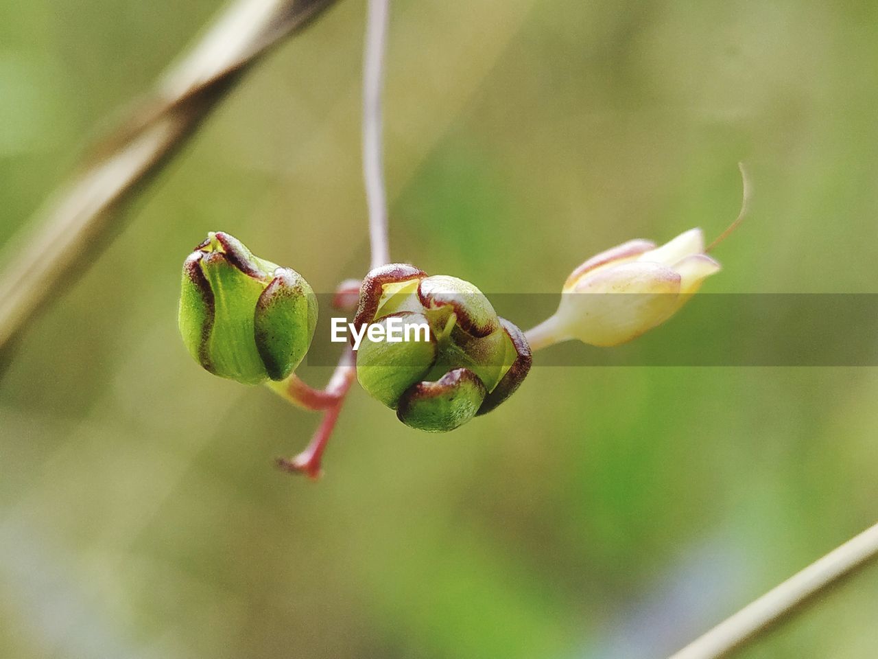 CLOSE-UP OF RED FLOWER BUDS