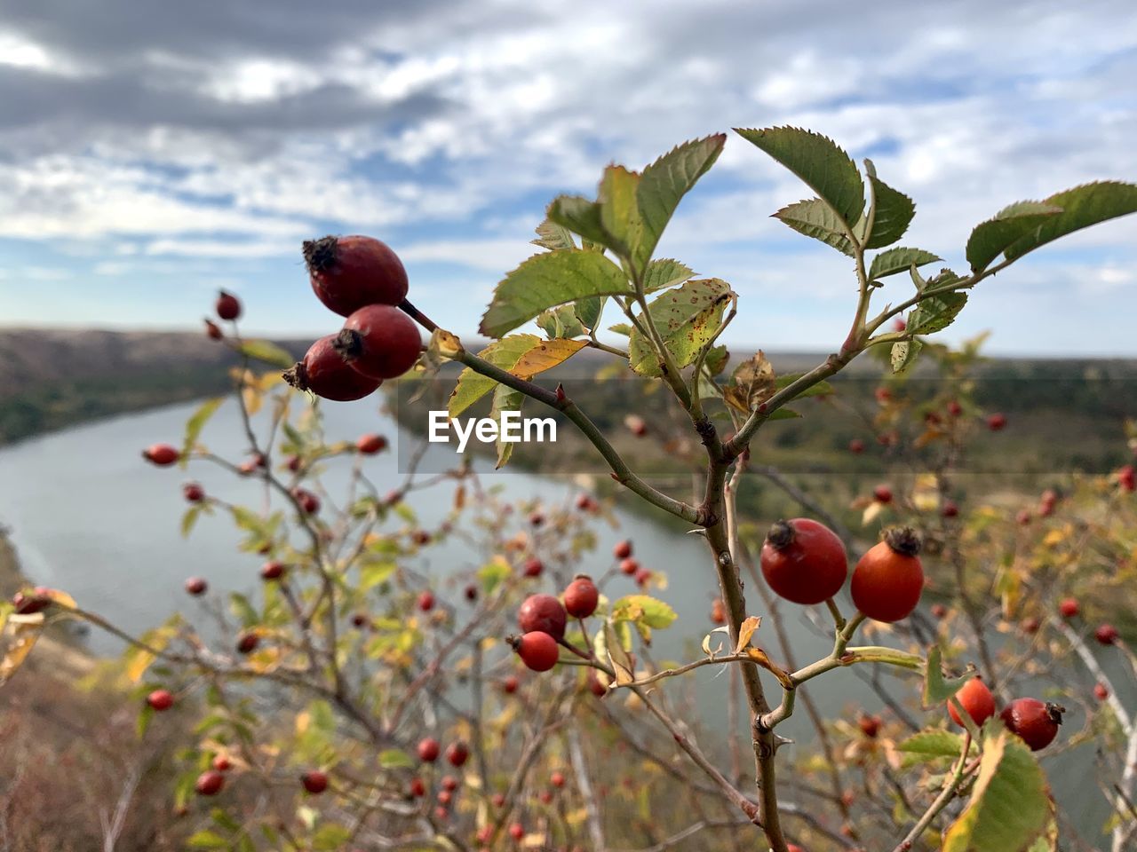 Close-up of cherries growing on tree against sky and river