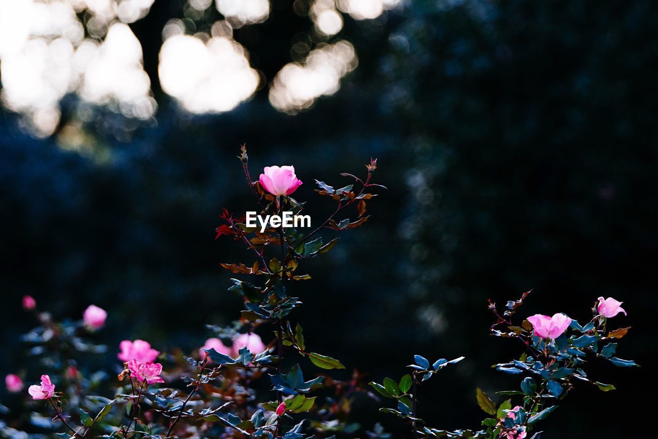 Close-up of flower tree against sky