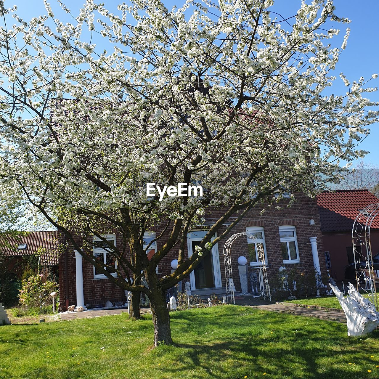 VIEW OF CHERRY BLOSSOM TREE AGAINST SKY