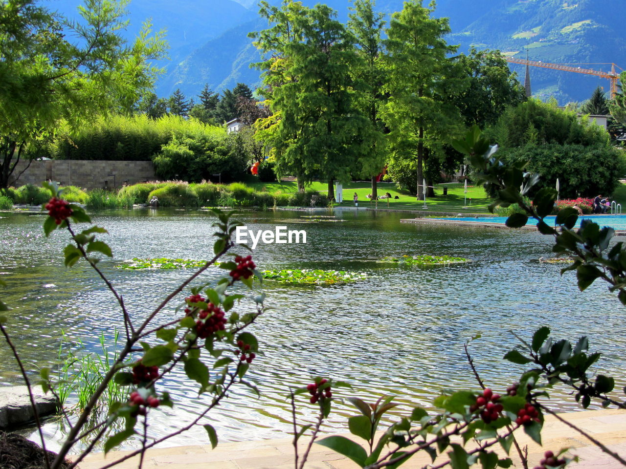 TREES GROWING IN WATER