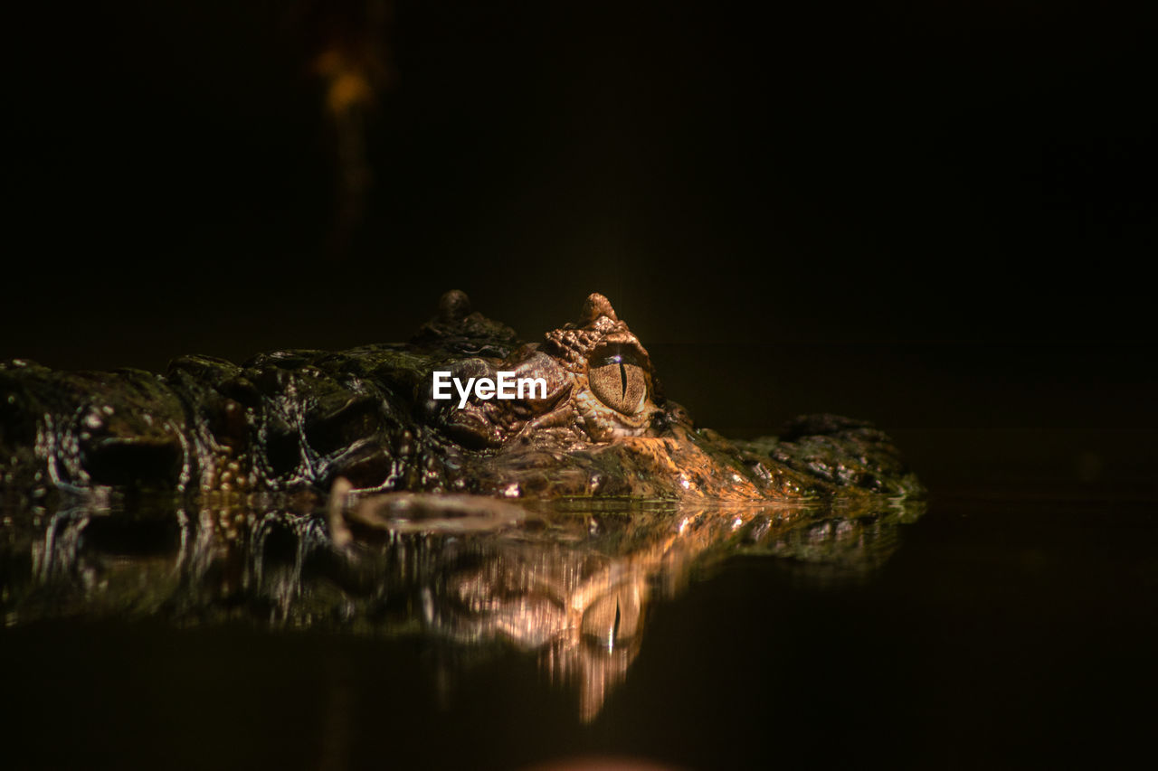 Close-up of crocodile swimming in swamp focussed eye