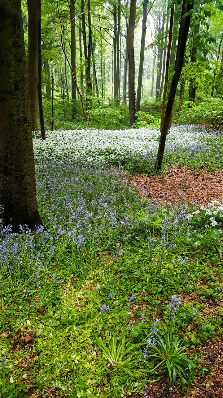 TREES GROWING IN FOREST