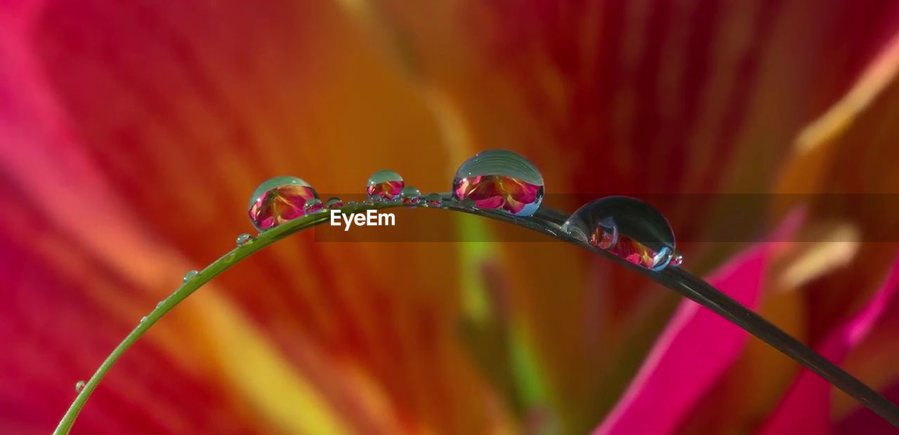 CLOSE-UP OF WATER DROPS ON MULTI COLORED FLOWER