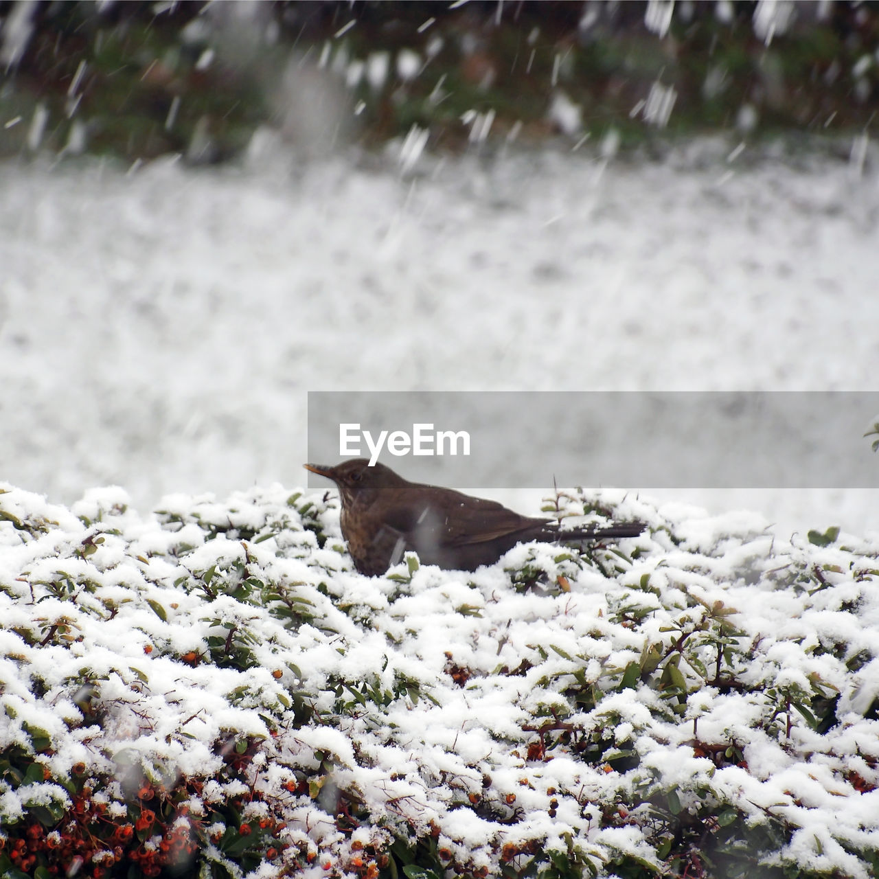 VIEW OF AN ANIMAL ON SNOW COVERED FIELD