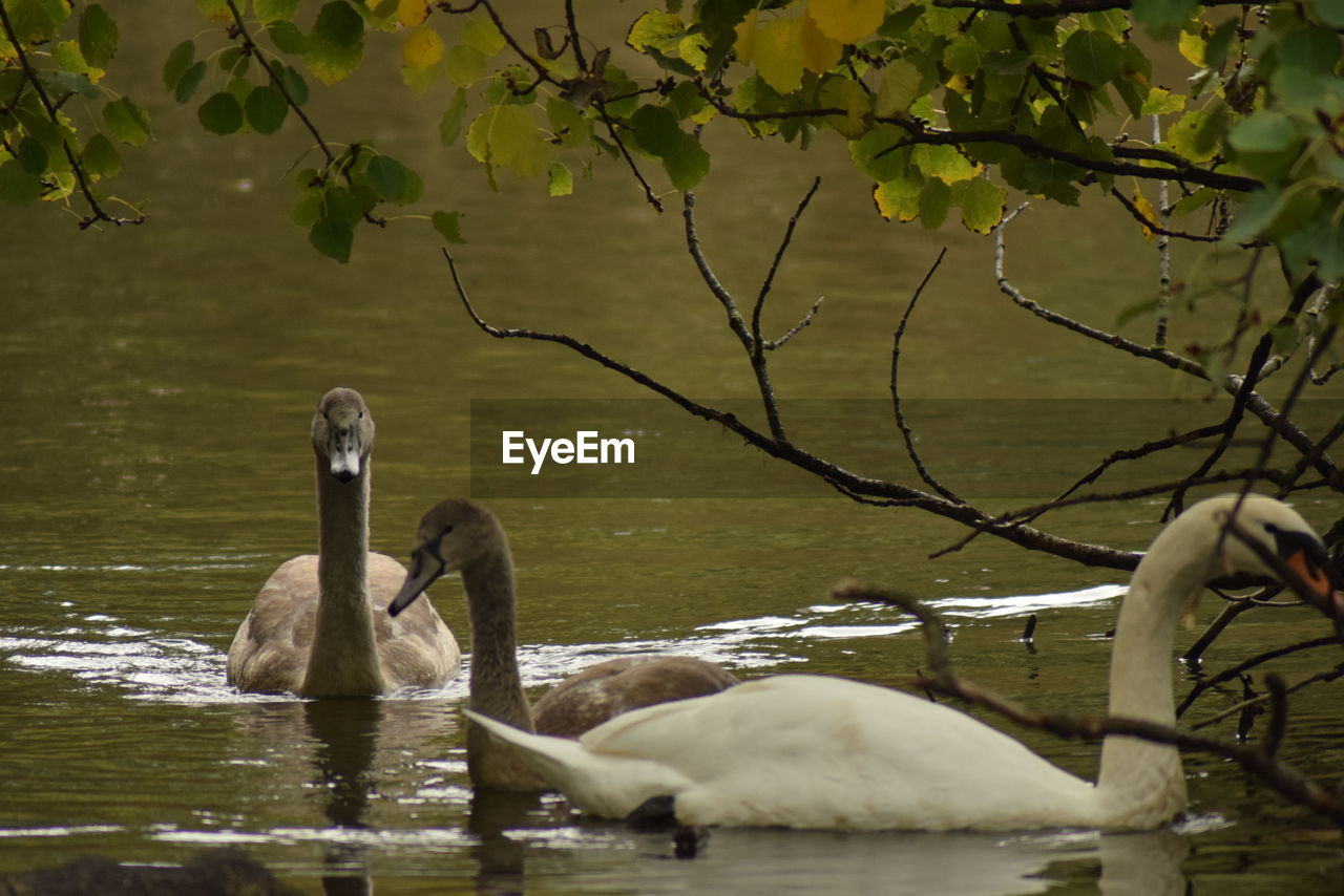 SWANS SWIMMING ON LAKE