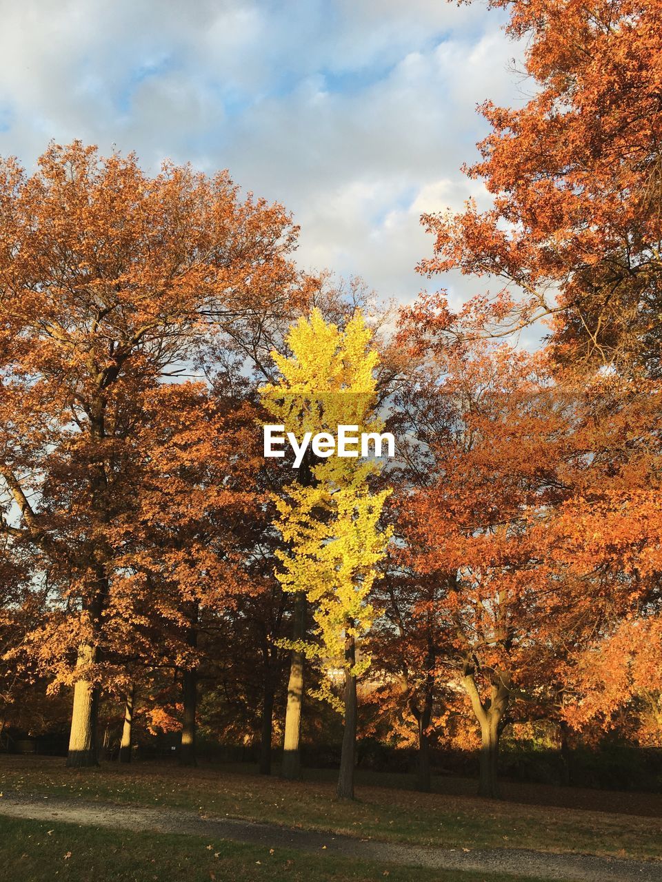 SILHOUETTE OF TREES AGAINST SKY DURING AUTUMN