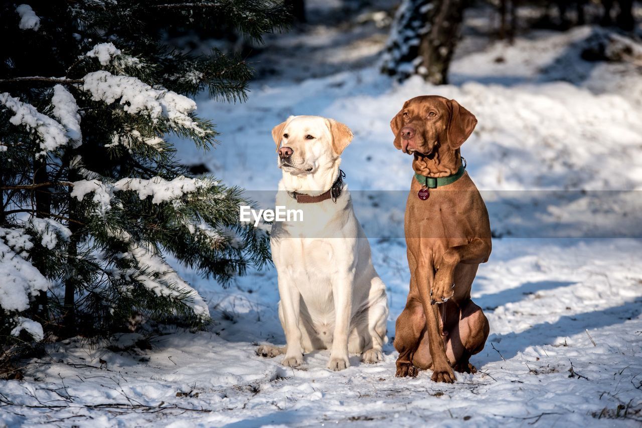 Portrait of dogs in winter