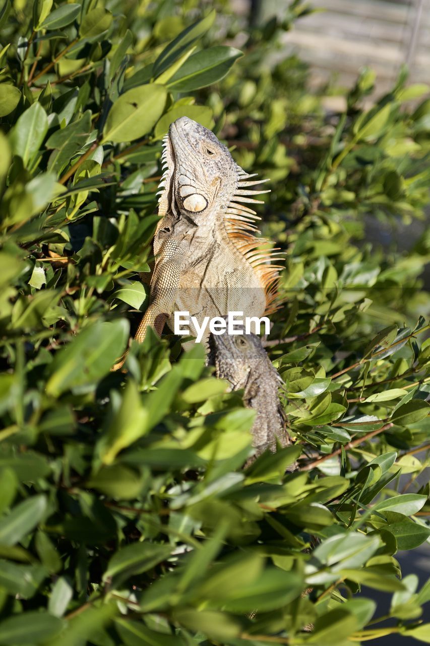 CLOSE-UP OF A LIZARD