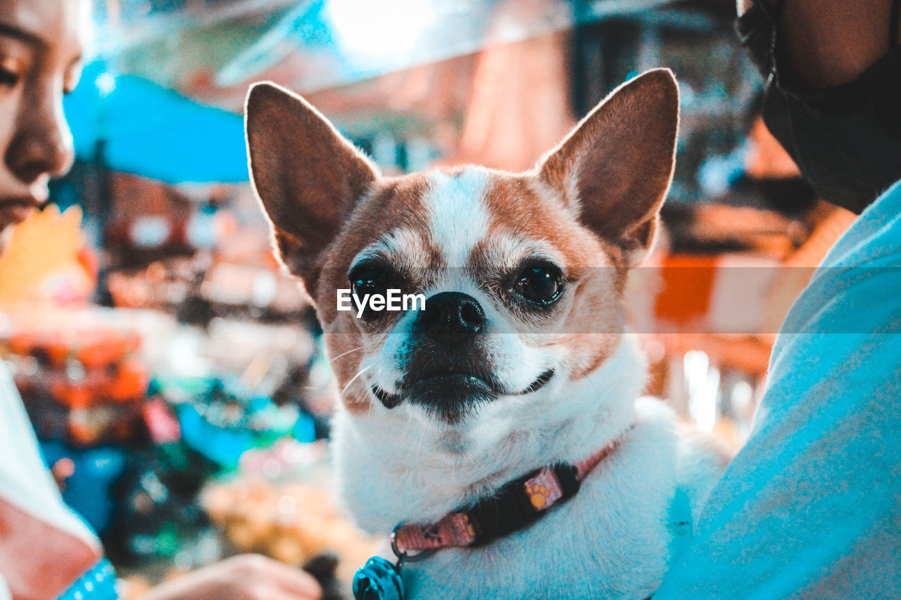 CLOSE-UP PORTRAIT OF A DOG WITH PEOPLE