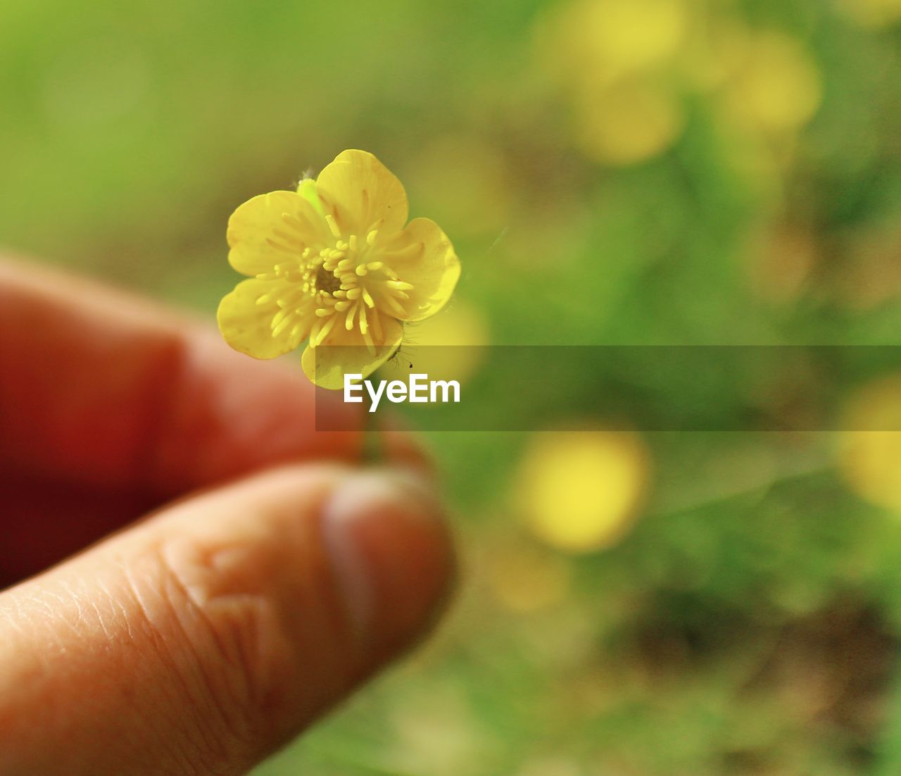 CLOSE-UP OF HAND HOLDING FLOWERING PLANT