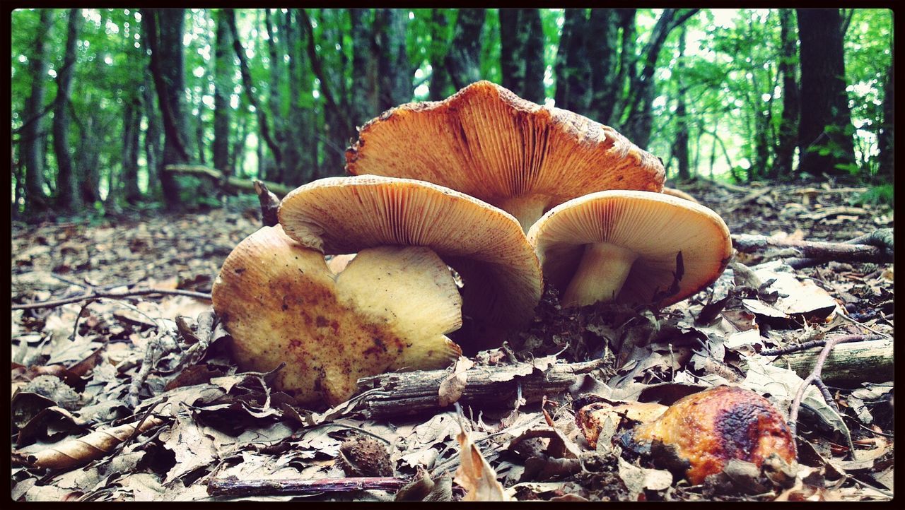 Close-up of mushrooms growing in forest