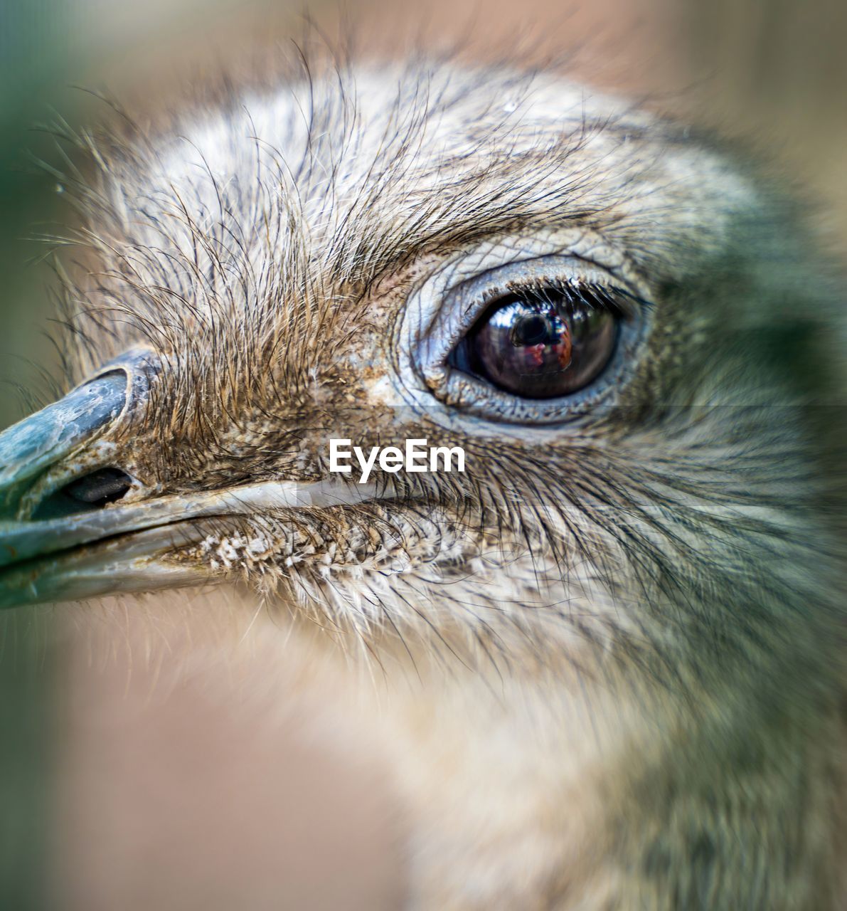 Close up of ostrich eye with reflection of photographer in, wild life photo. the emus, rheas kiwis