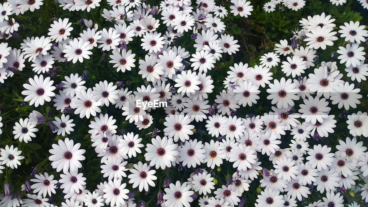 Full frame shot of white osteospermums blooming outdoors