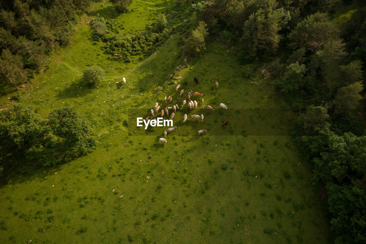 HIGH ANGLE VIEW OF HORSES ON GREEN LAND