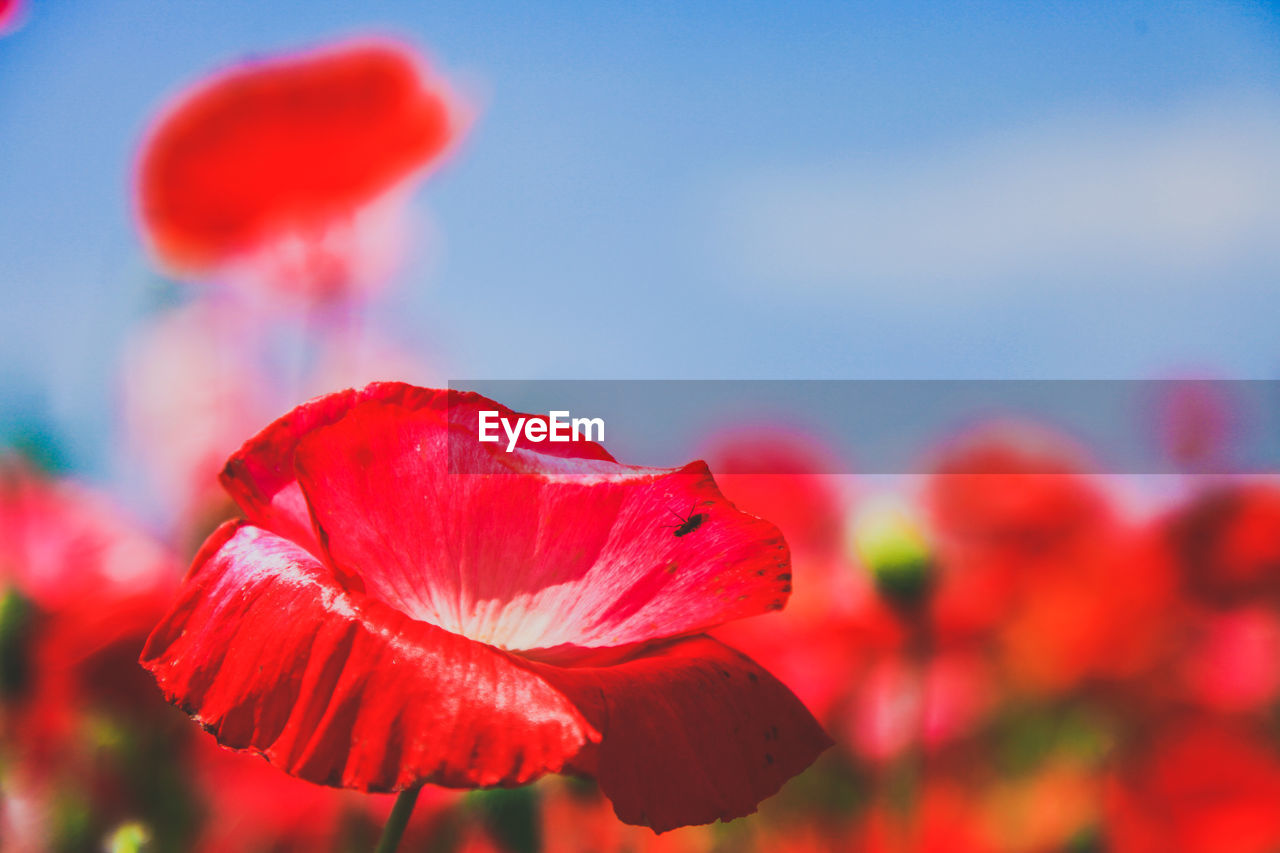 Close-up of red flowering plant against sky