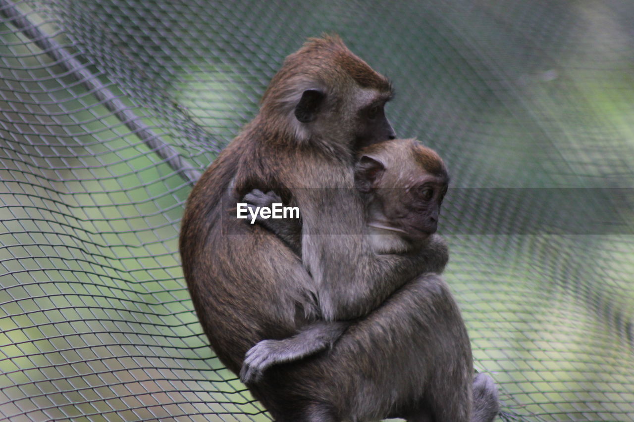 Close-up of monkeys in cage