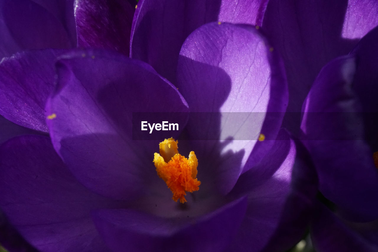 Close-up of purple crocus flower