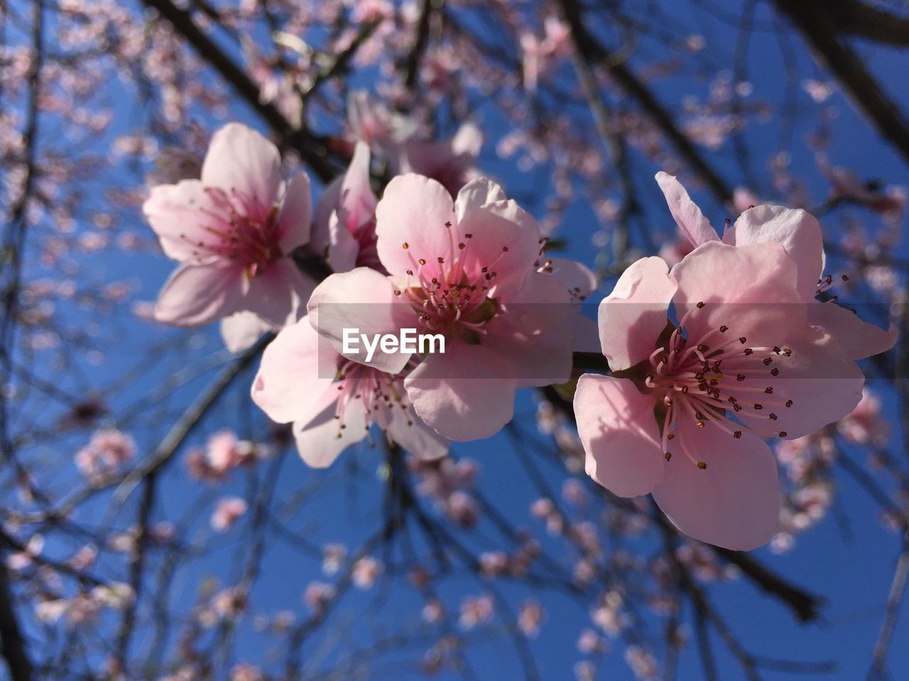 Close-up of pink cherry blossom