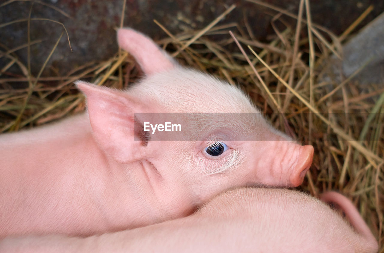 Little pink piglets lie on the hay