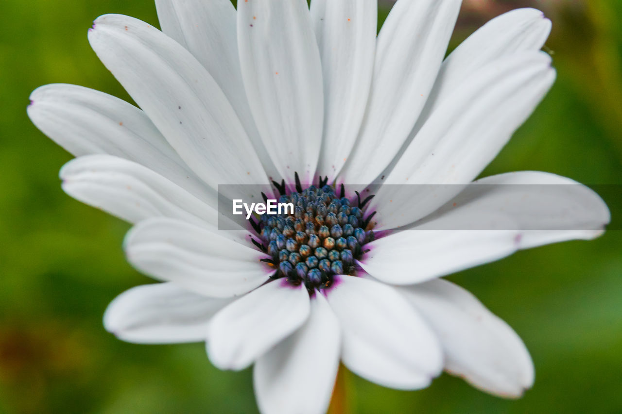 A white flower, shot with macro lens