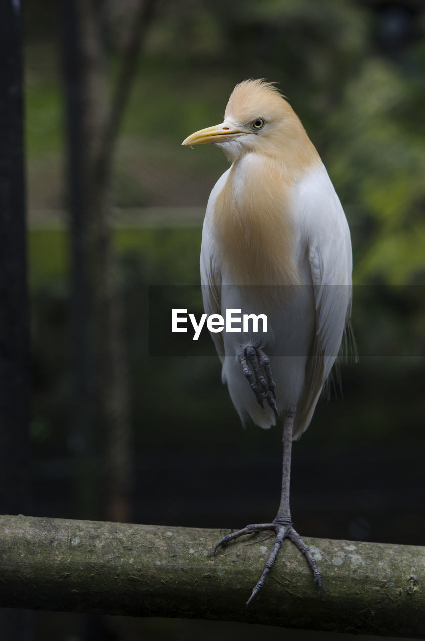BIRD PERCHING ON WOOD