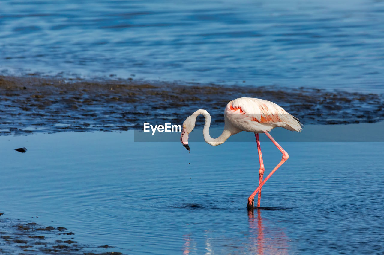 Side view of flamingo in lake
