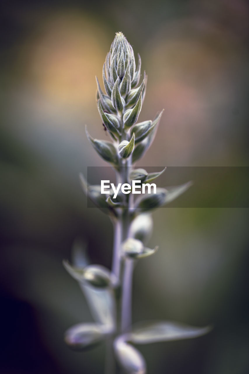 close-up of plant growing outdoors