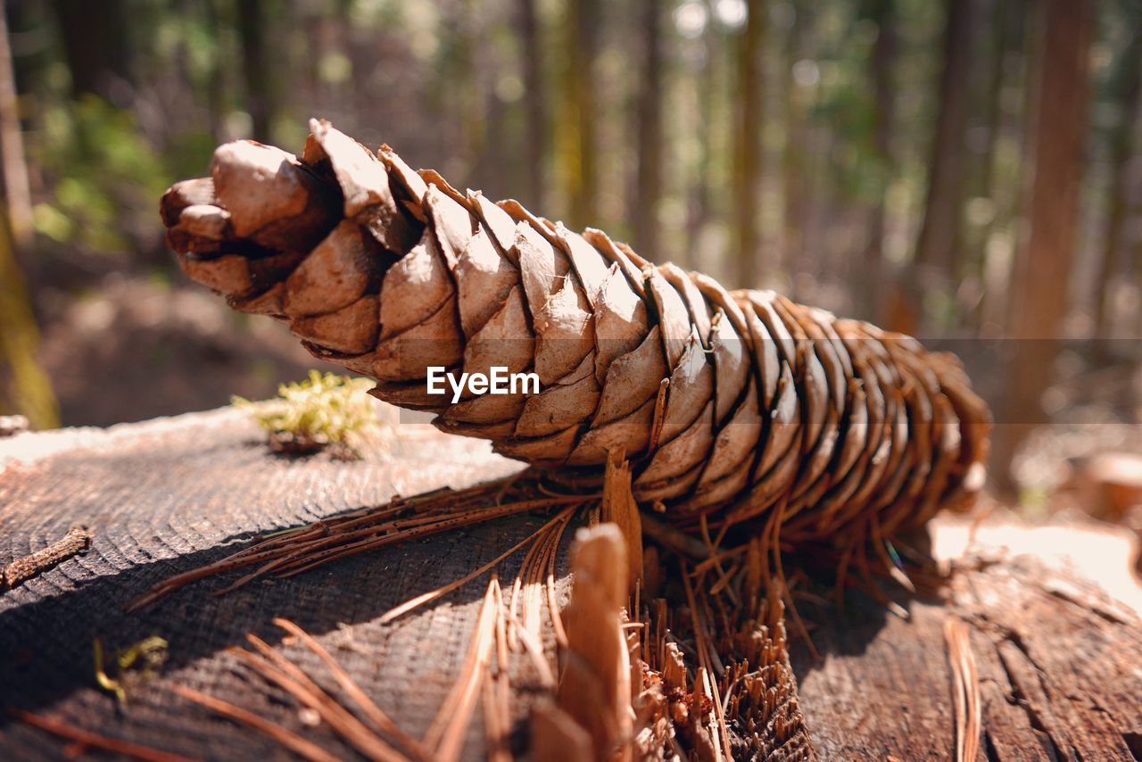 CLOSE-UP OF PINE CONE