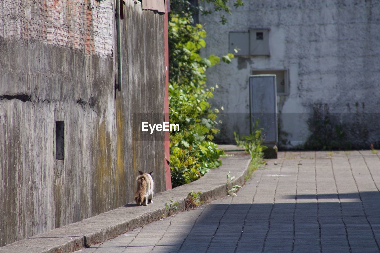 Cat in front of building