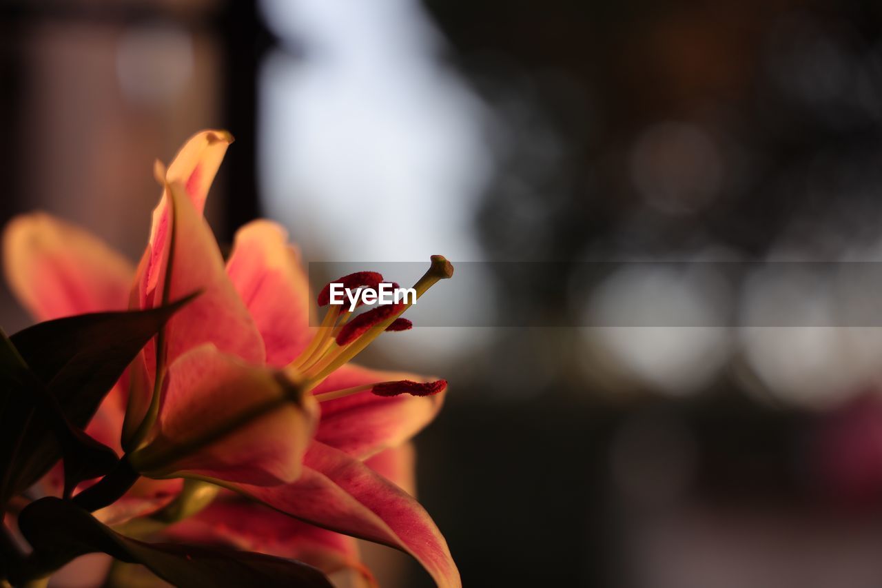 Close-up of pink flowering plant