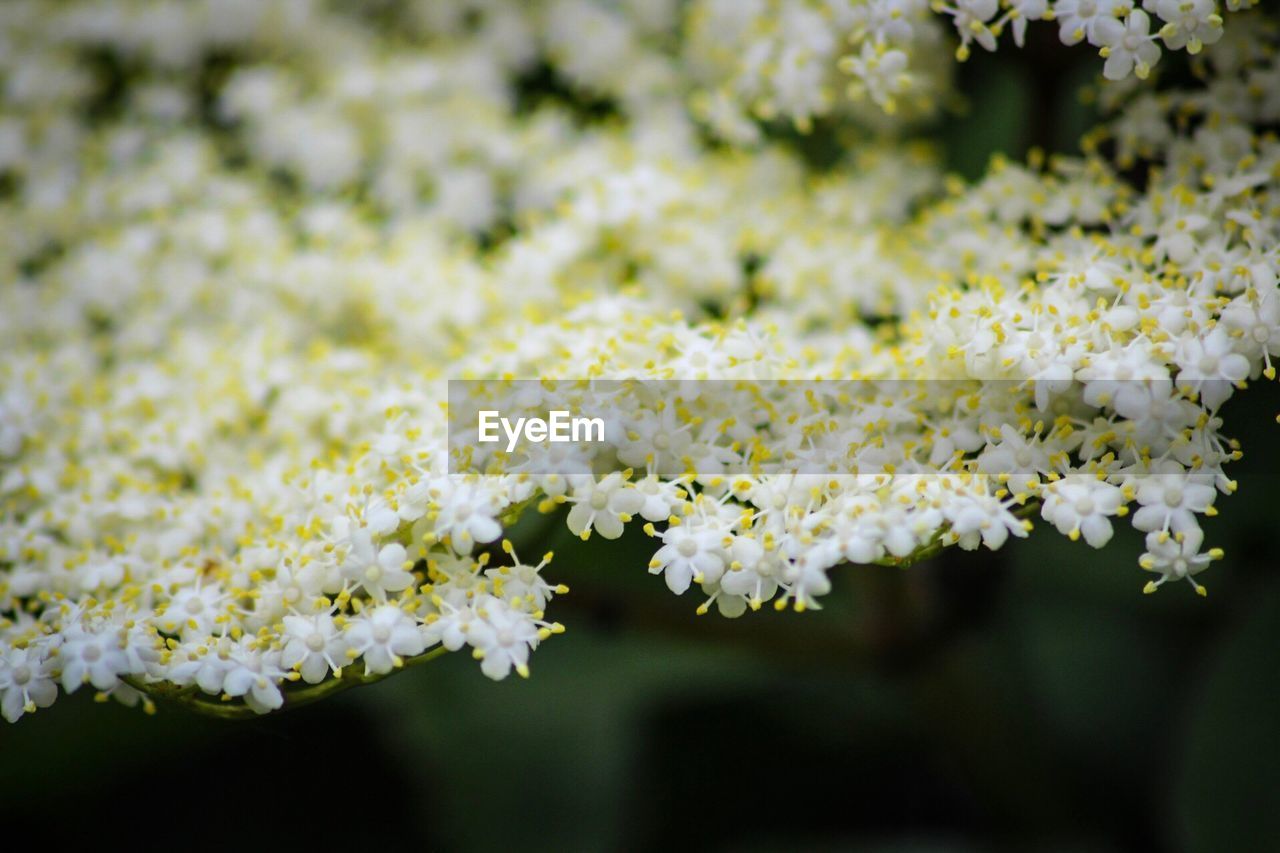 Close-up of flowers blooming outdoors